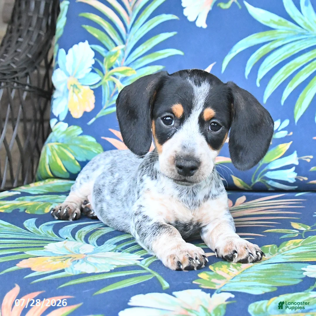 Miniature Dachshund dogs for sale: Jackson - Ad 1