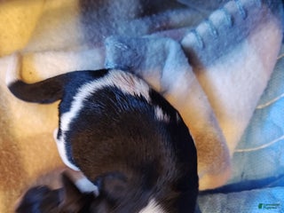 Miniature Schnauzer dogs Miniature Schnauzer Girl 1 - Ad 32