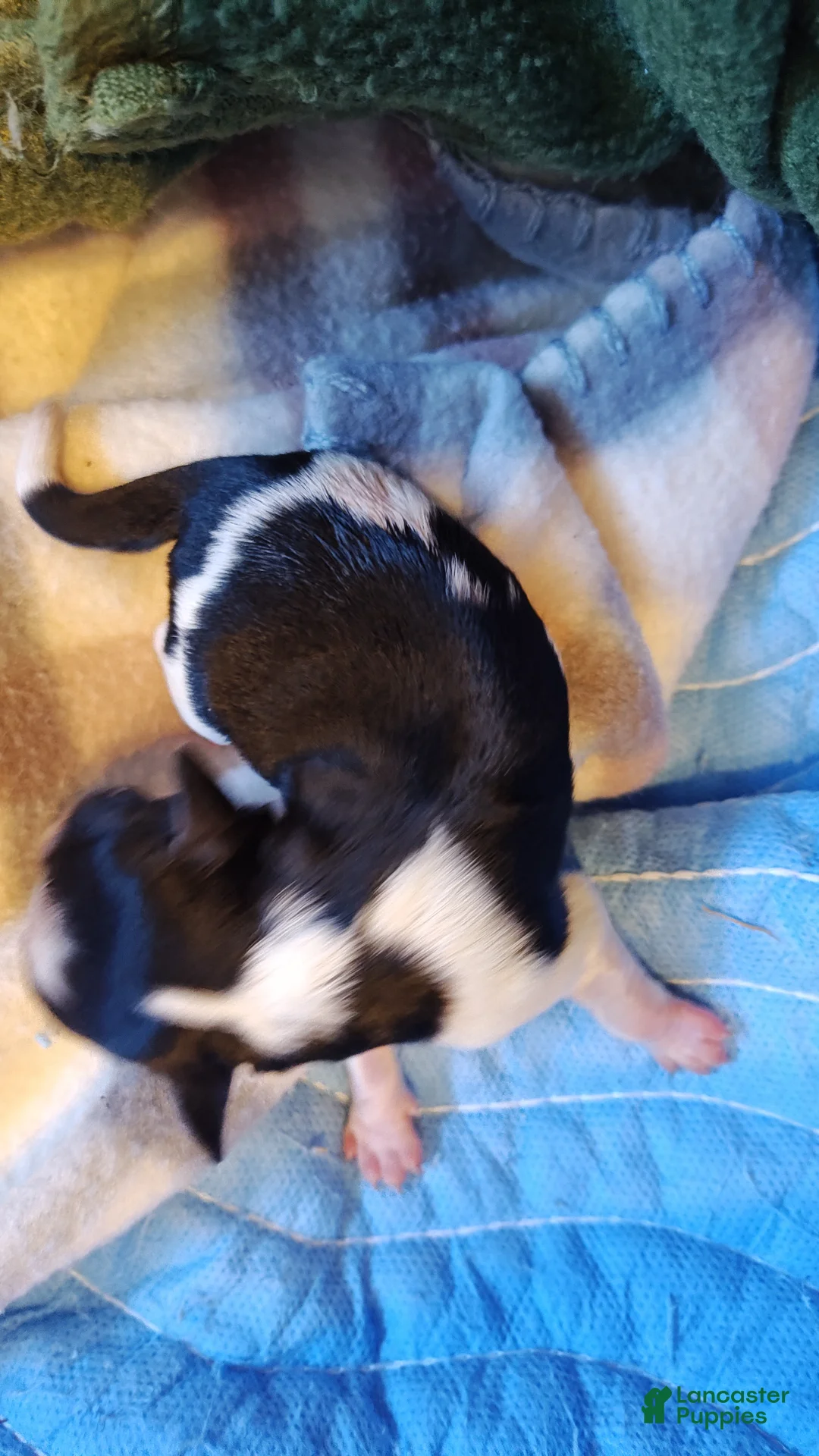 Miniature Schnauzer dogs for sale: Miniature Schnauzer Girl 1 - Ad 7