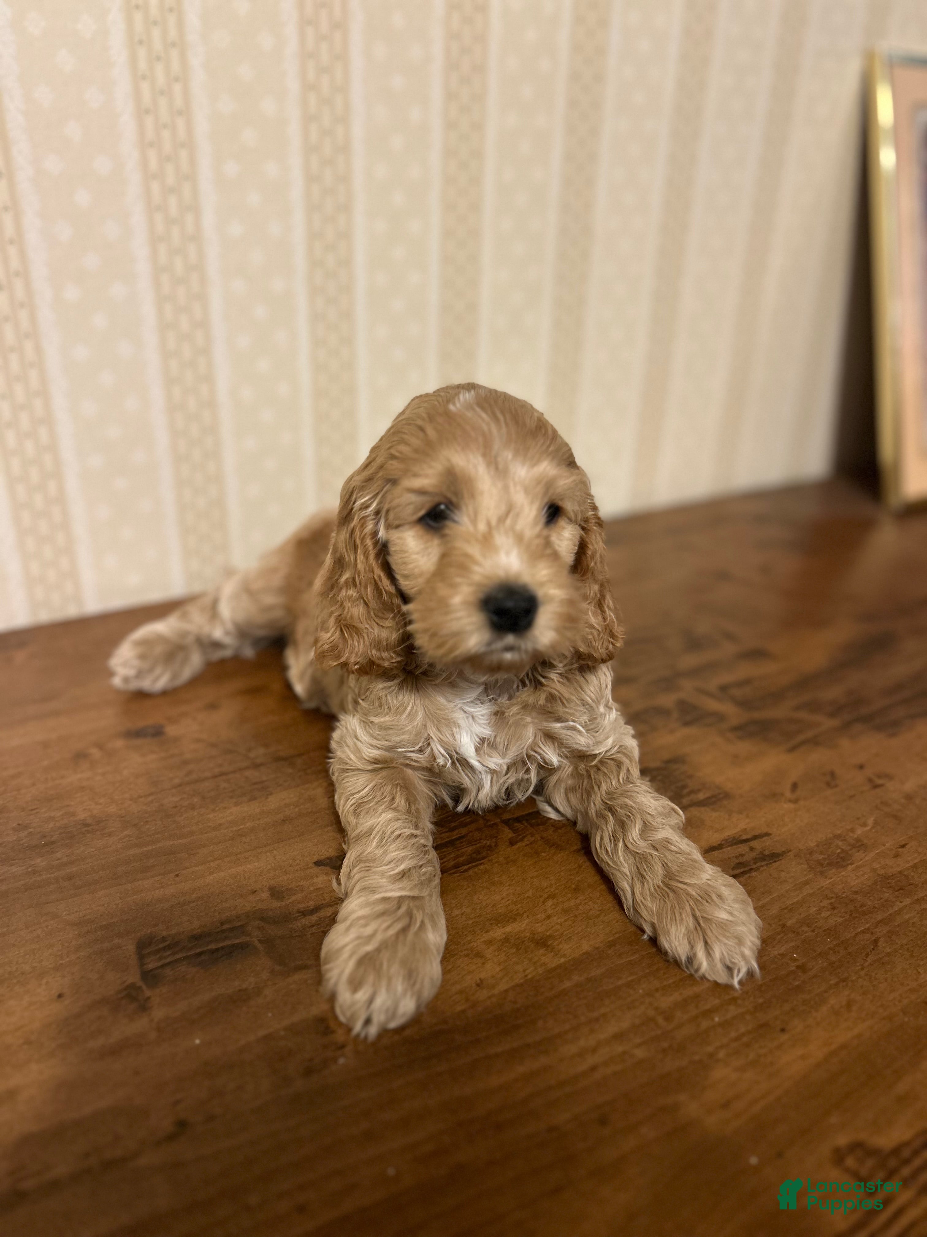 Cockapoo dogs Bonnie - Ad 1