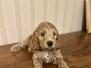 Cockapoo dogs for sale: Bonnie - Ad 2