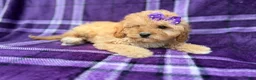 Cavapoo dogs for sale: Ayla - Ad 4