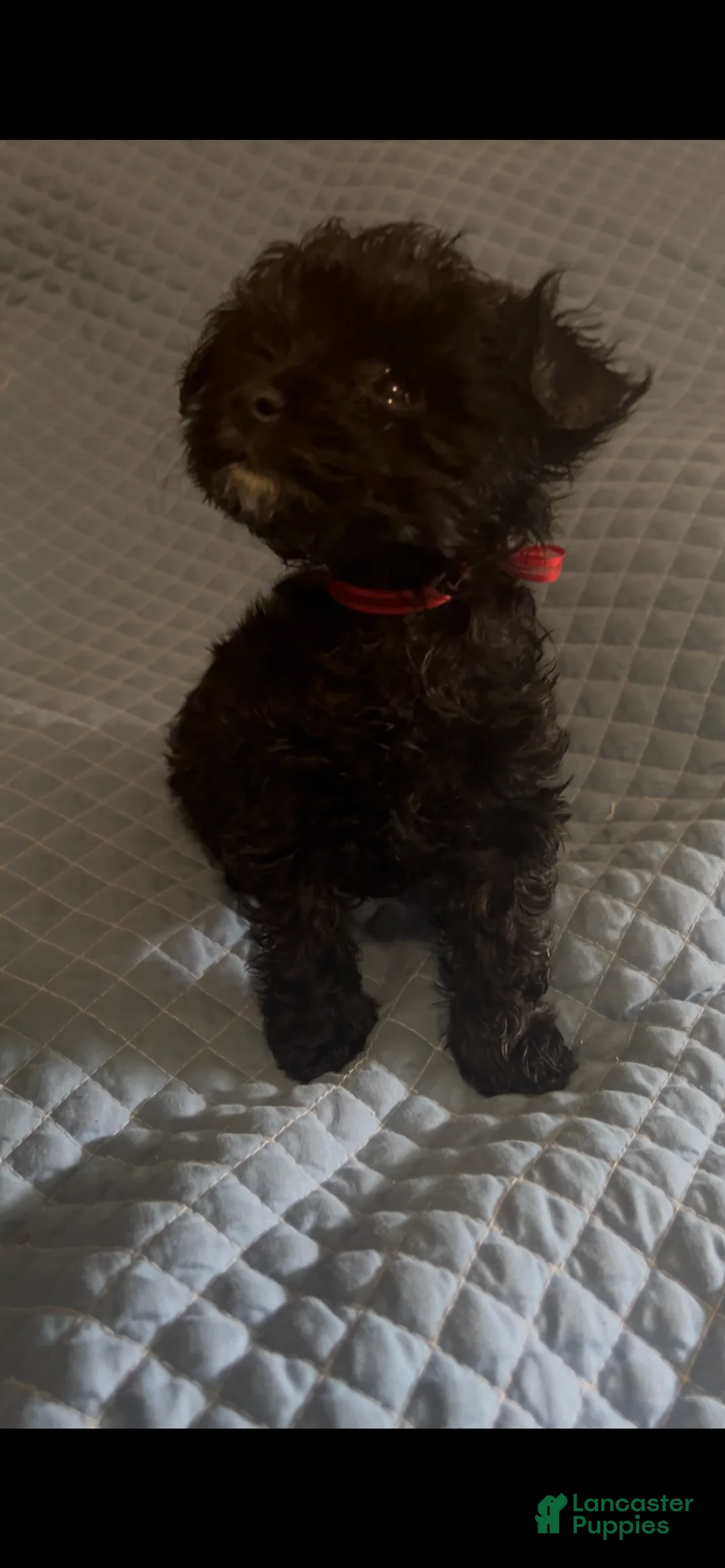 Yorkiepoo dogs for sale: Yorkiepoo 1 - Ad 1