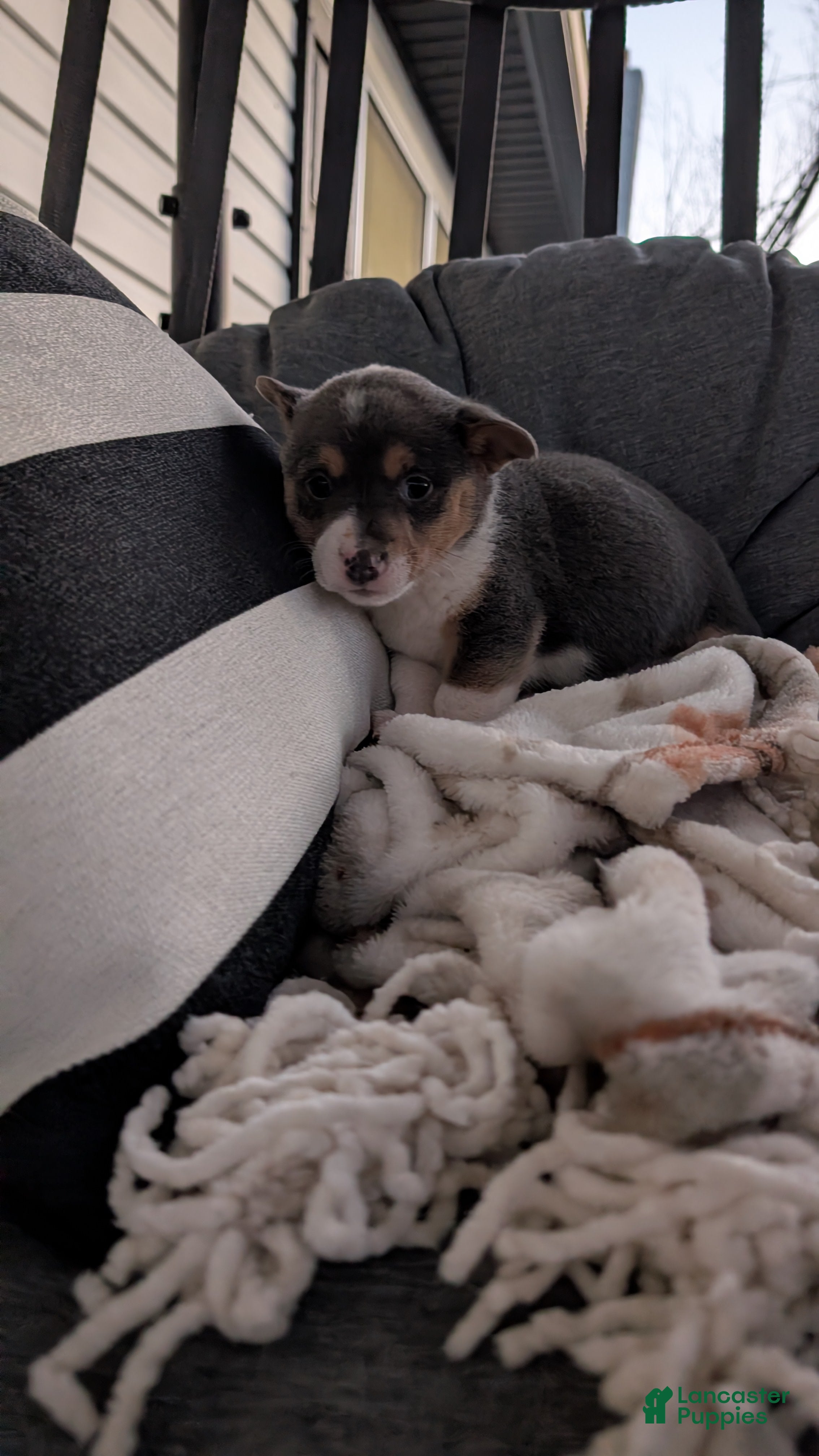 Mixed Breed dogs Hunter - Ad 33