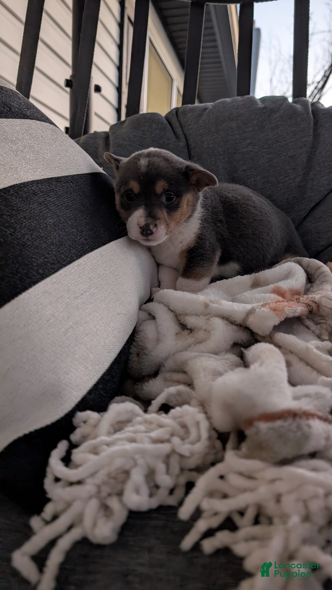 Mixed Breed dogs for sale: Hunter - Ad 1