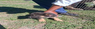 German Shepherd Puppy 5