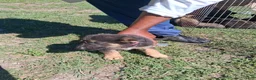 German Shepherd dogs for sale: German Shepherd Puppy 5 - Ad 1