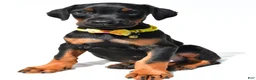 Doberman Pinscher dogs for sale: Bubba - Ad 6