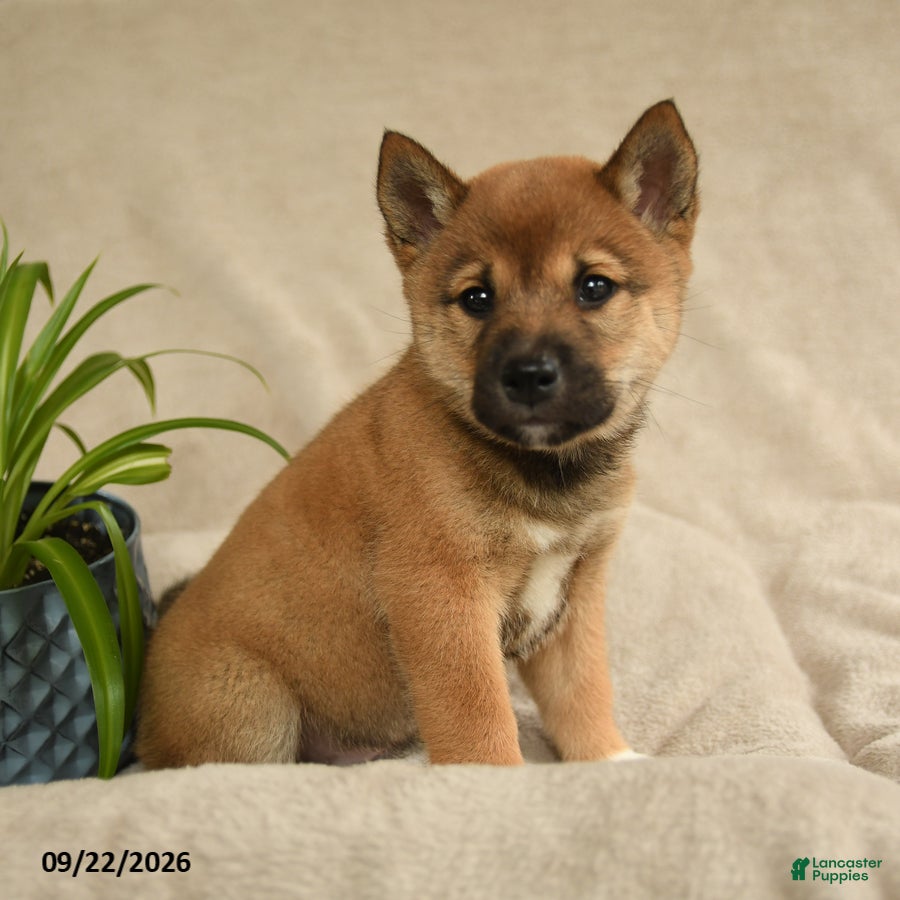 Shiba Inu dogs Irvin - Ad 1