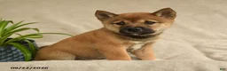 Shiba Inu dogs for sale: Irvin - Ad 1