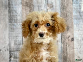 Bichpoo dogs Girl Ella - 8337 - Ad 8