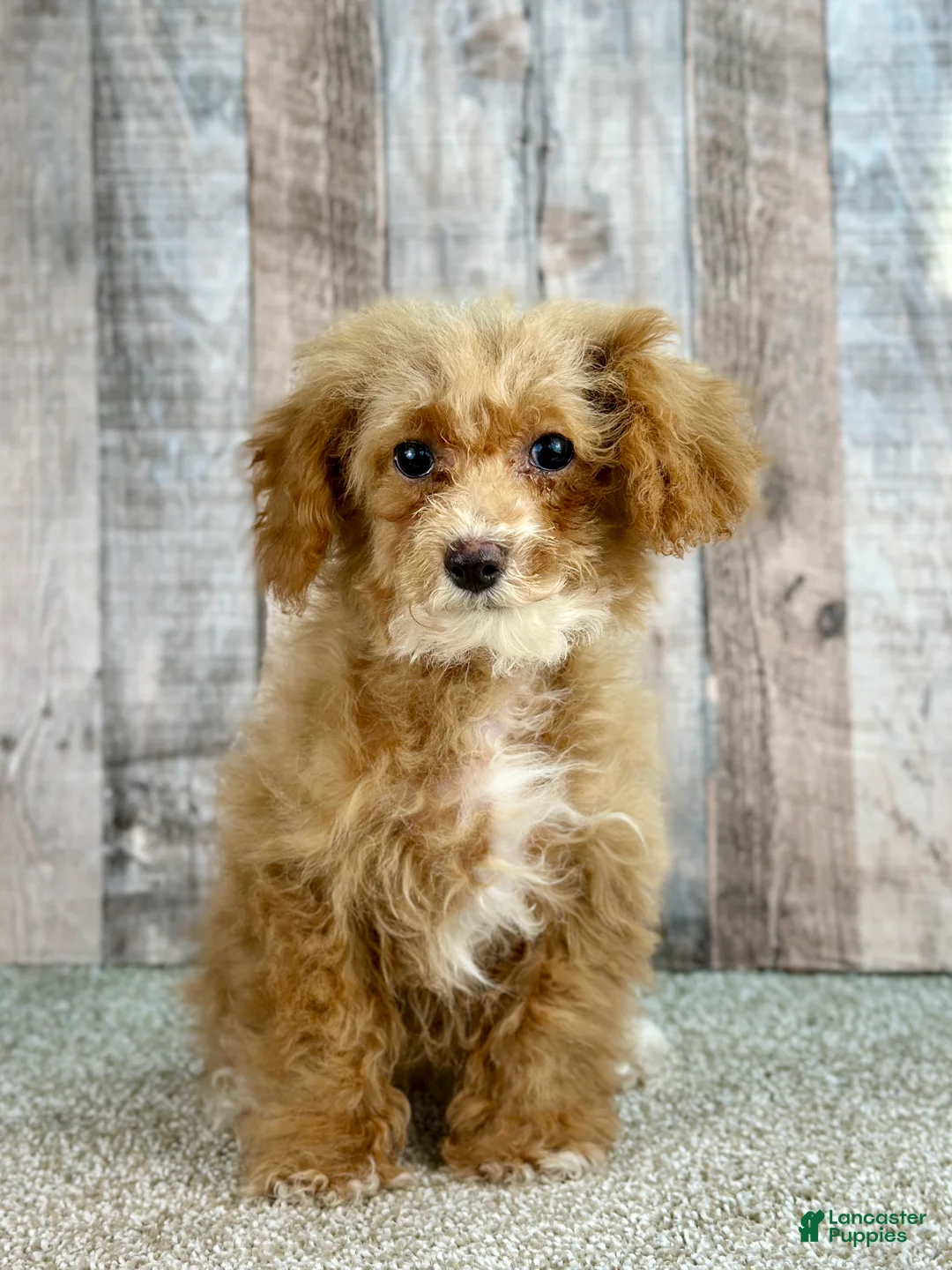 Bichpoo dogs for sale: Girl Ella - 8337 - Ad 1