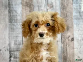 Bichpoo dogs Girl Ella - 8337 - Ad 9