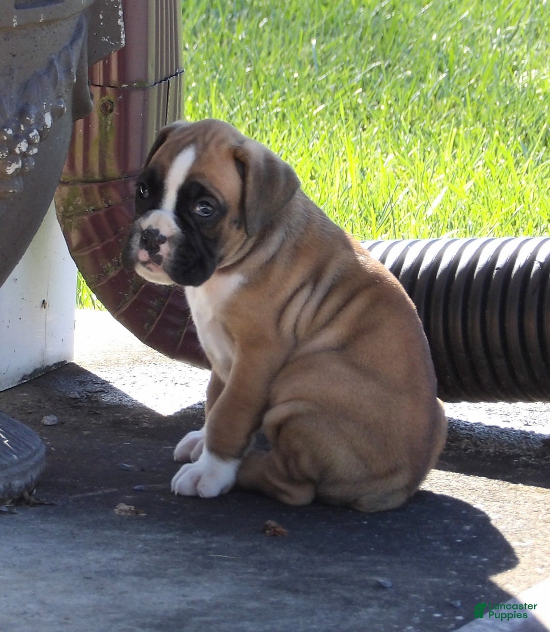 Boxer dogs for sale: Sarge - Ad 6