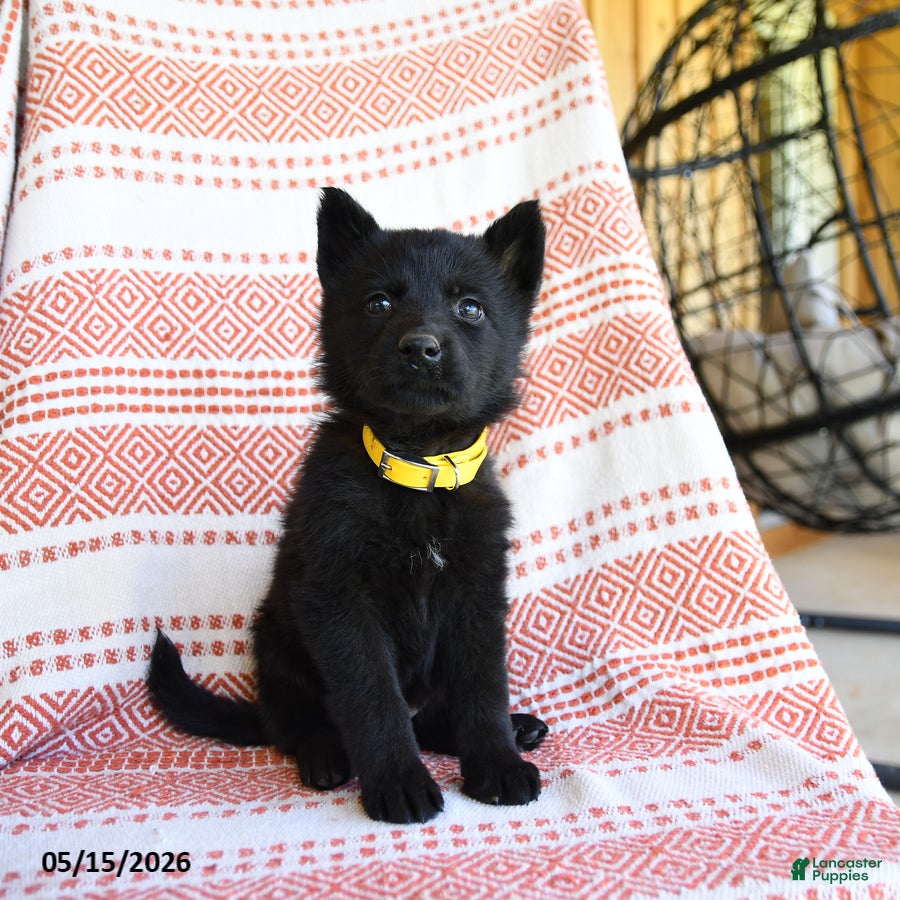 German Shepherd dogs for sale: Mandy - Ad 3