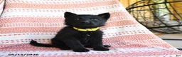 German Shepherd dogs for sale: Mandy - Ad 1