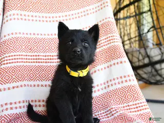 German Shepherd dogs for sale: Mandy - Ad 3