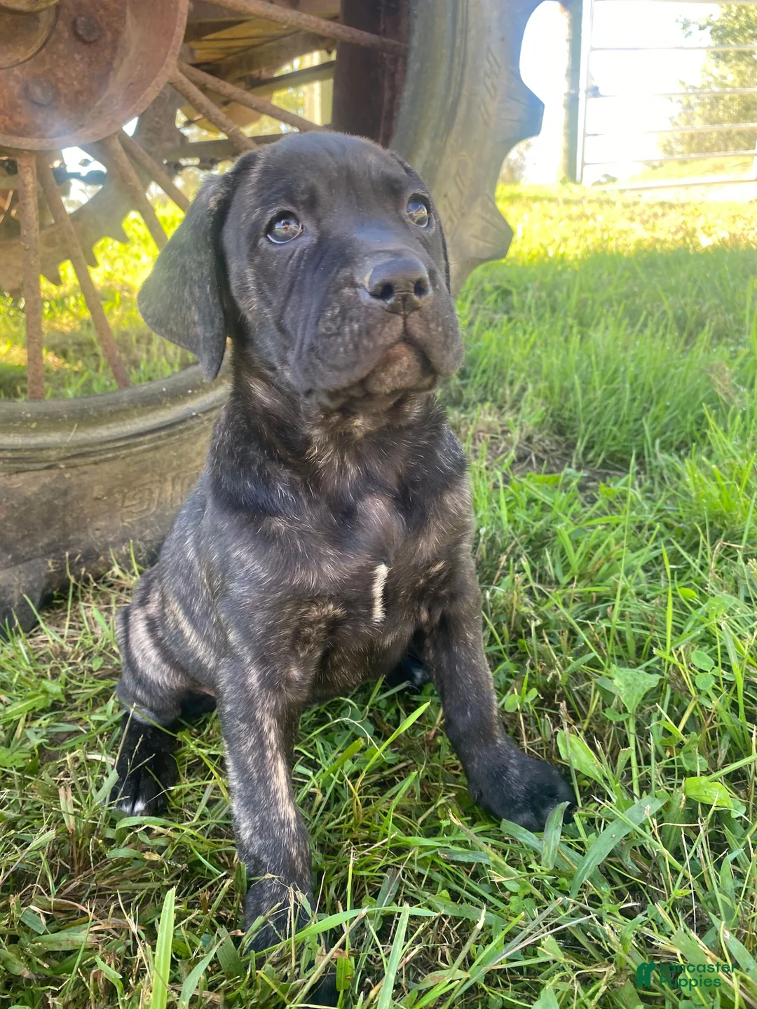 Cane Corso dogs for sale: Jewel - Ad 2