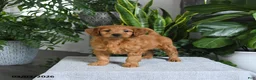 Mini Goldendoodle dogs for sale: Boots - Ad 2