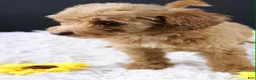 Mini Aussiedoodle dogs for sale: Swiper - Ad 4
