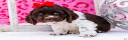 Cocker Spaniel dogs for sale: Whitney - Ad 5
