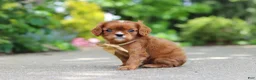 Cavalier King Charles Spaniel dogs for sale: George - Ad 7