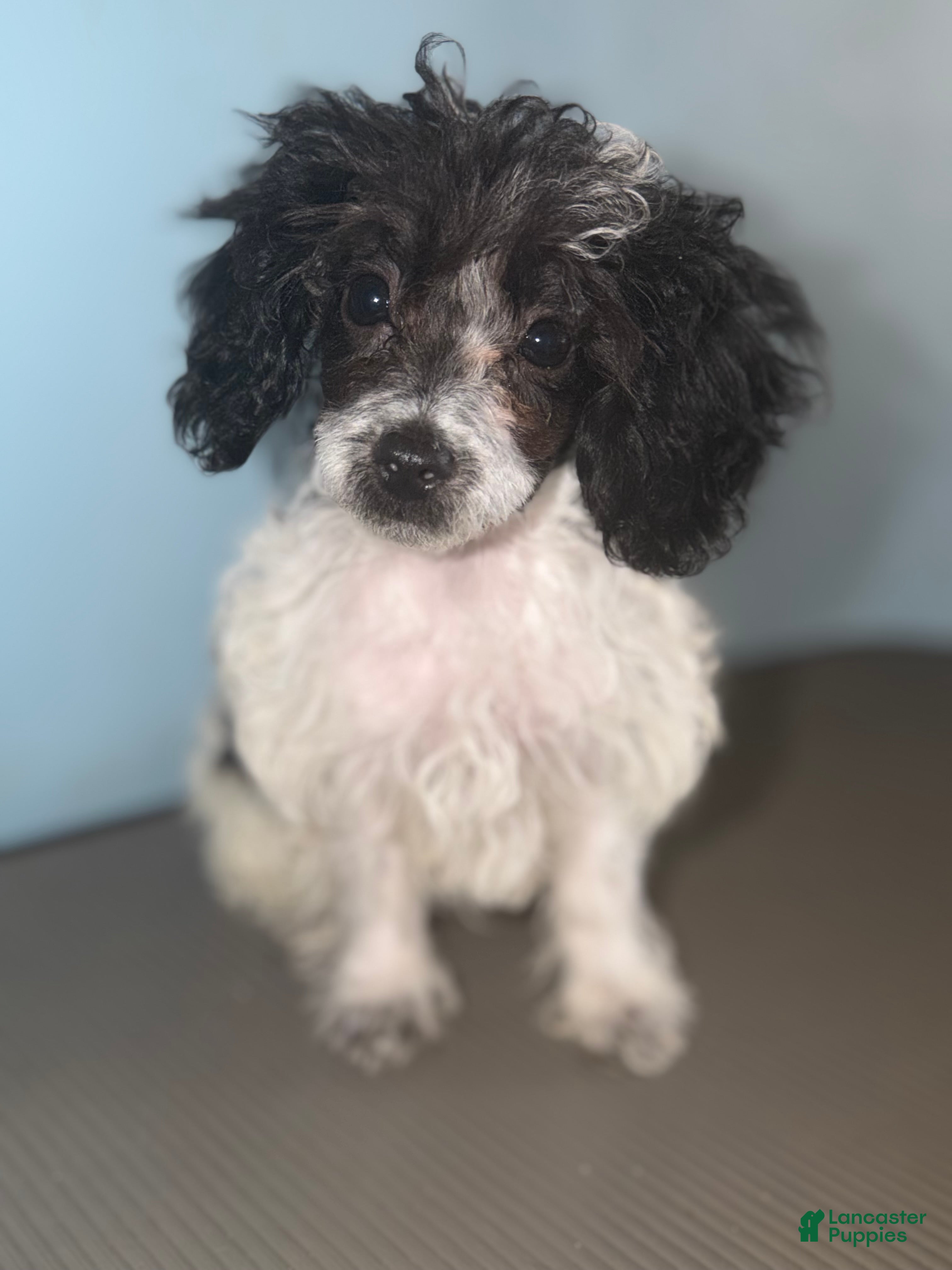 Toy Poodle dogs Chester  - Ad 1