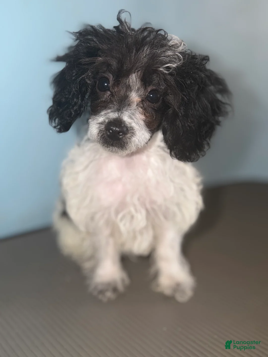 Toy Poodle dogs for sale: Chester  - Ad 1