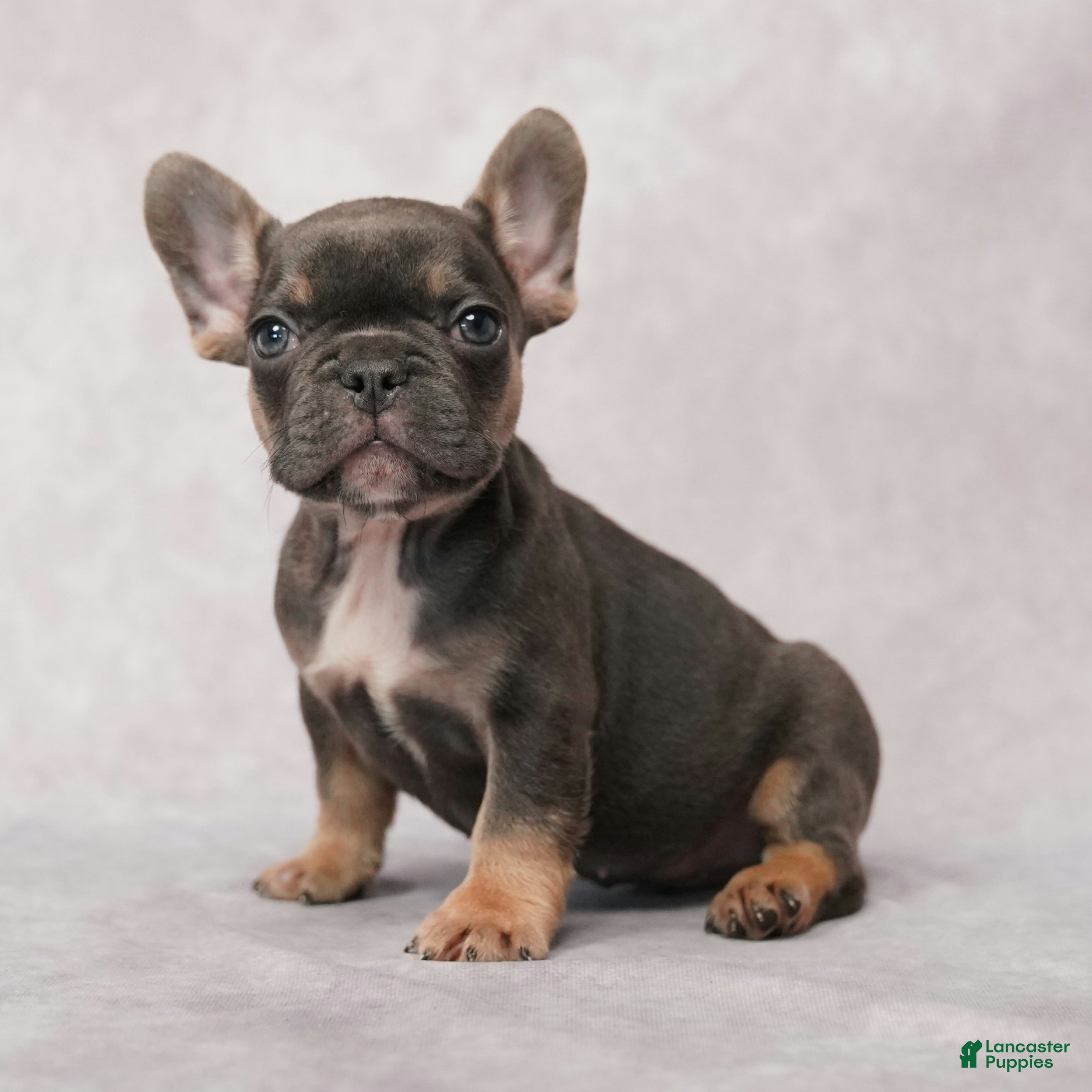 French Bulldog dogs for sale: Maverick - Ad 2