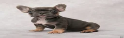 French Bulldog dogs for sale: Maverick - Ad 1
