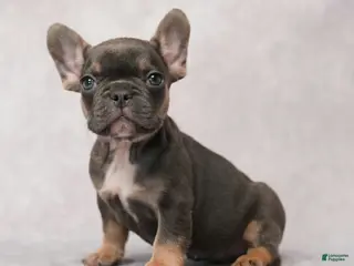 French Bulldog dogs for sale: Maverick - Ad 2