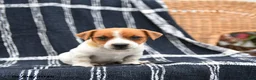 Jack Russell Terrier dogs for sale: Jackson - Ad 1