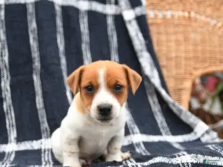 Jack Russell Terrier dogs for sale: Jackson - Ad 4