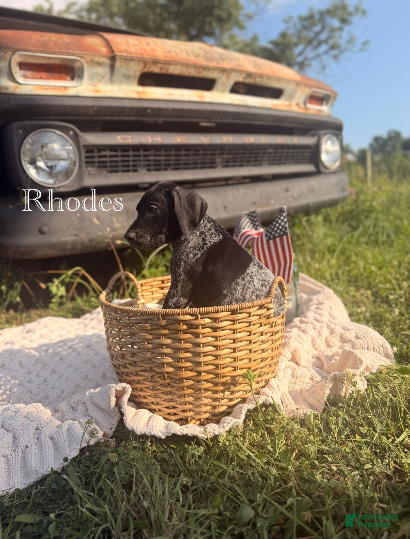 German Shorthaired Pointer dogs Rhodes - Ad 1