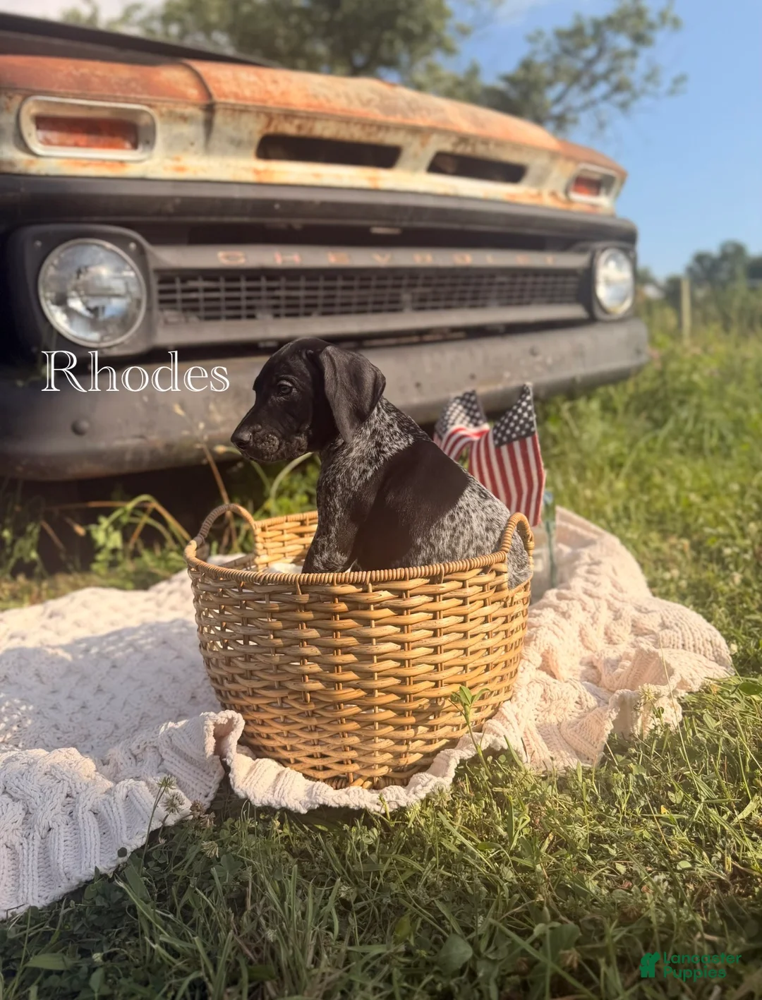 German Shorthaired Pointer dogs for sale: Rhodes - Ad 1