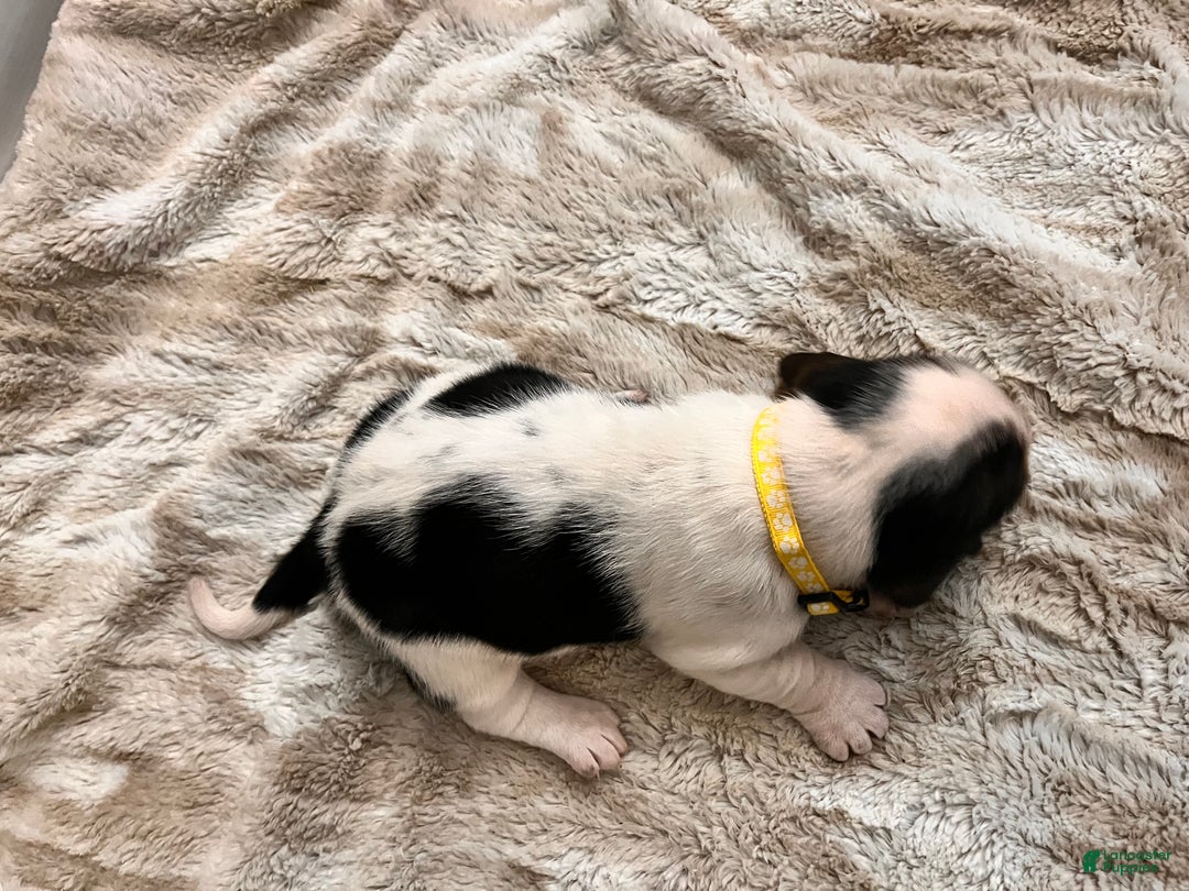 Basset Hound dogs for sale: Nelly - Ad 2