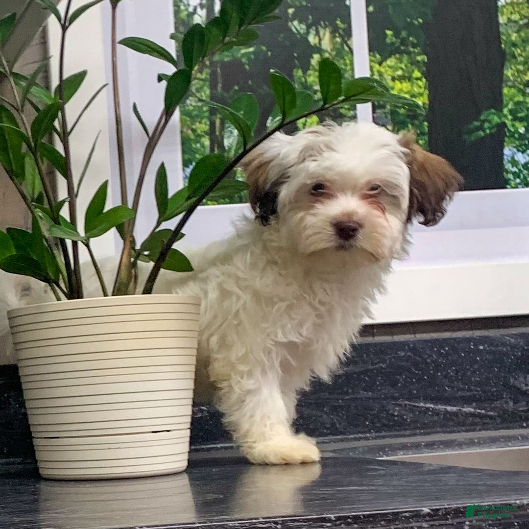 Havanese dogs for sale: Leo - Ad 2