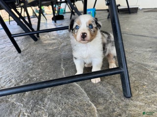 Australian Shepherd dogs - Ad 11