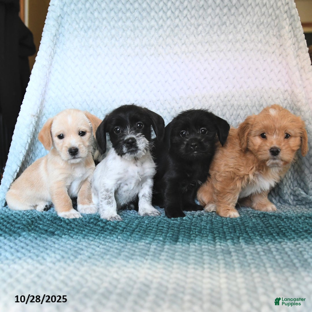 Lily for sale in Allenwood Lancaster Puppies