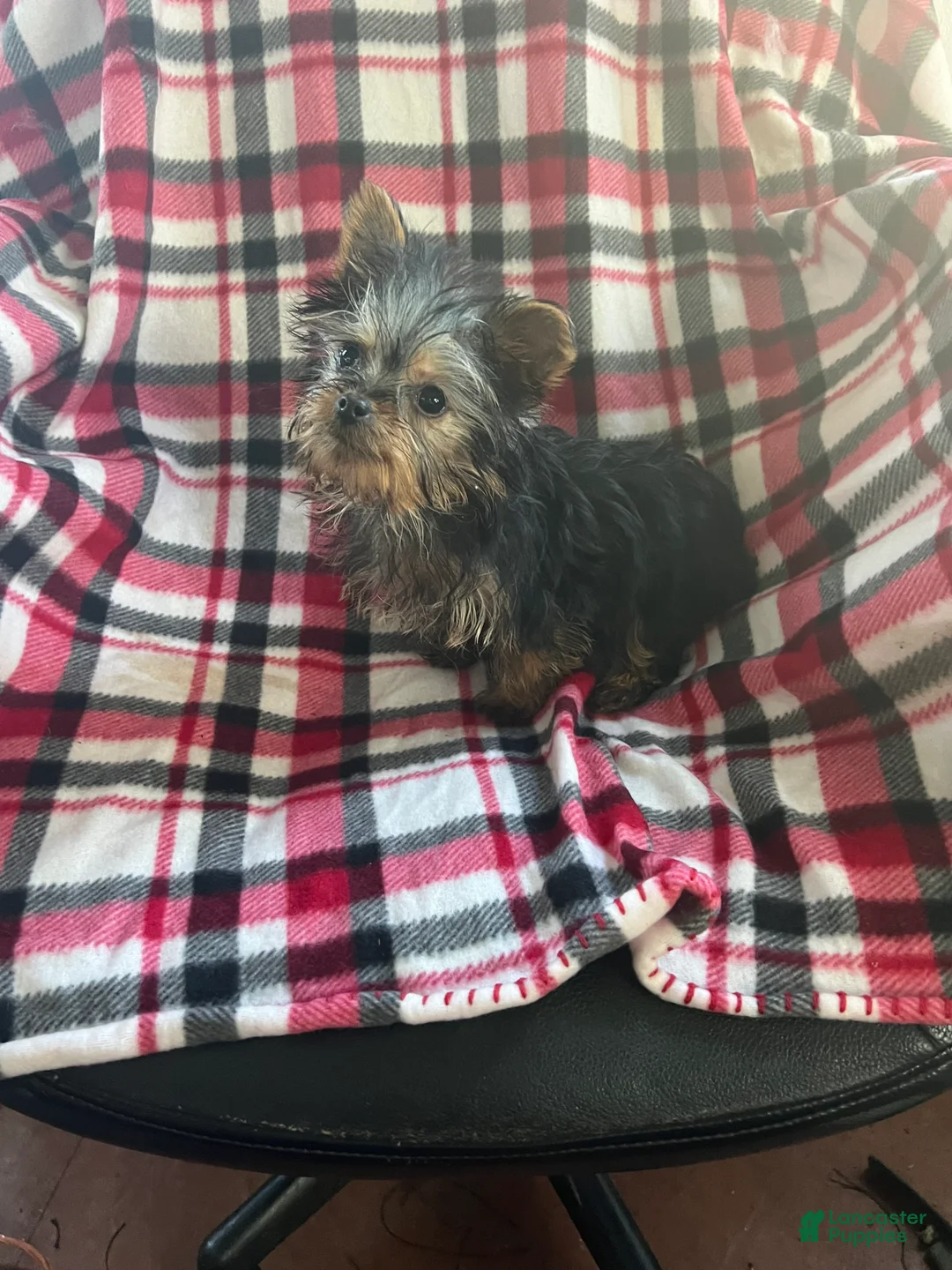 Yorkshire Terrier dogs for sale: Little one - Ad 4