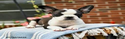 Frenchton dogs for sale: Diana - Ad 3