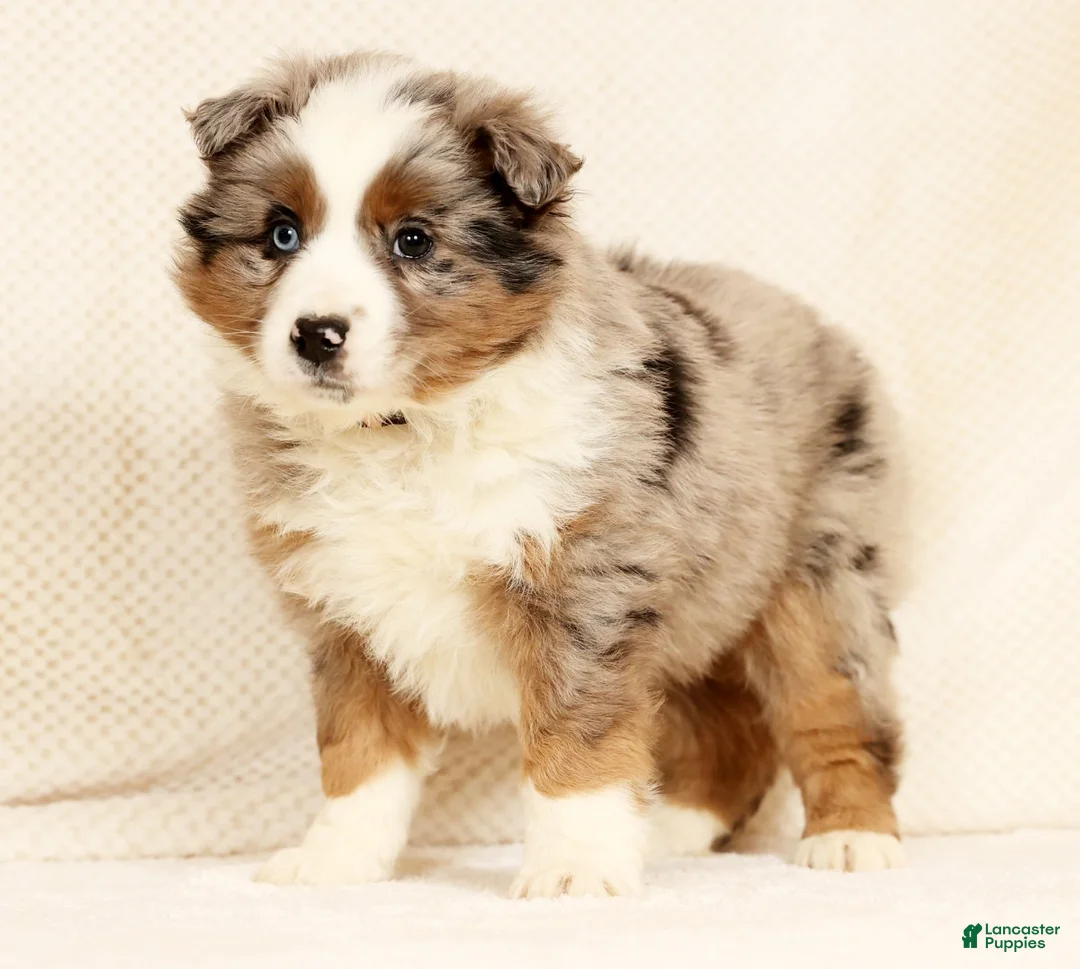 Miniature Australian Shepherd dogs for sale: Edi - Ad 6