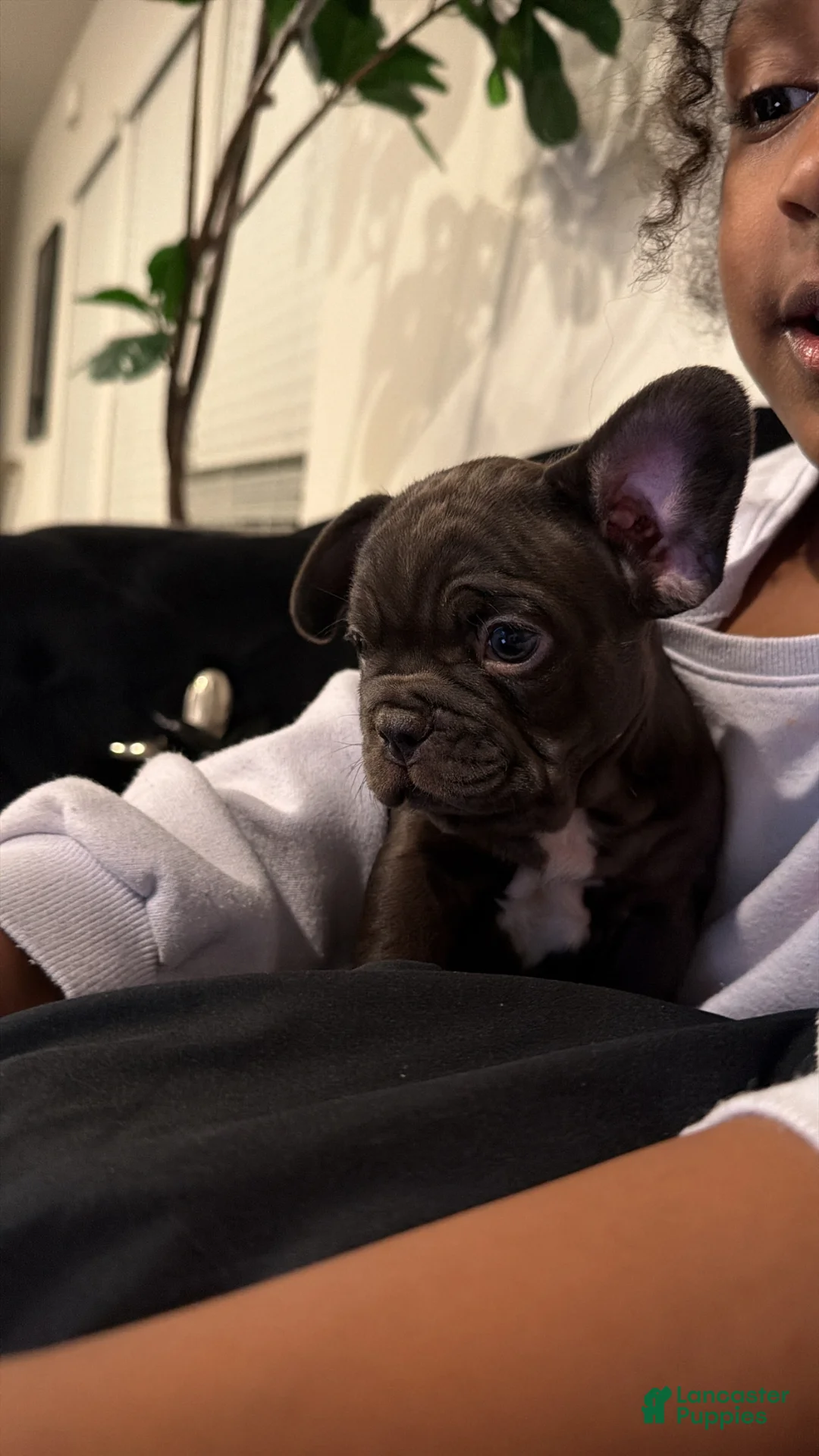 French Bulldog dogs for sale: French Bulldog Puppy 3 - Ad 1