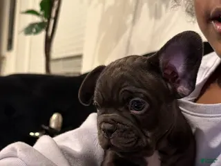 French Bulldog dogs French Bulldog Puppy 3 - Ad 33