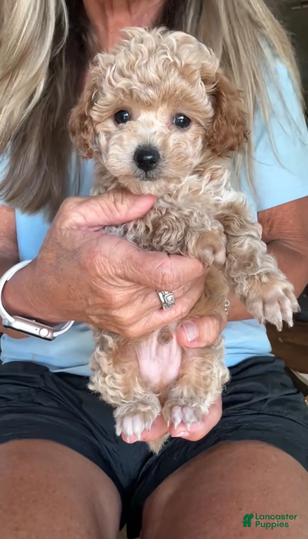 Toy Poodle dogs for sale: Boy  - Ad 1