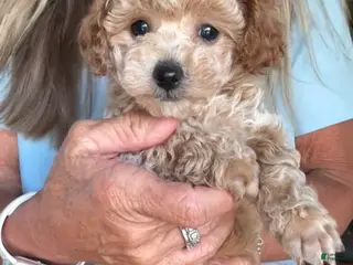 Toy Poodle dogs Boy - Ad 7