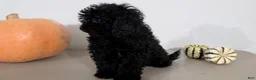 Havapoo dogs for sale: Malia - Ad 6