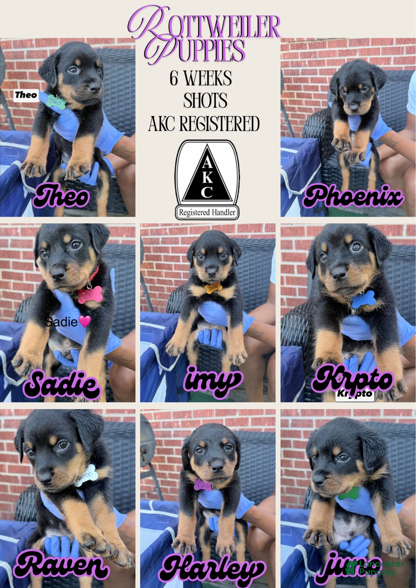 Rottweiler dogs Brooklyn  - Ad 1