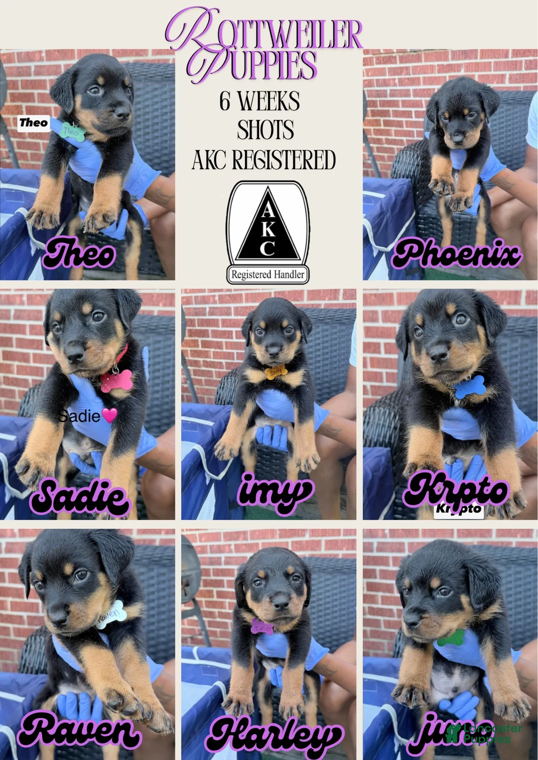 Rottweiler dogs for sale: Brooklyn  - Ad 1