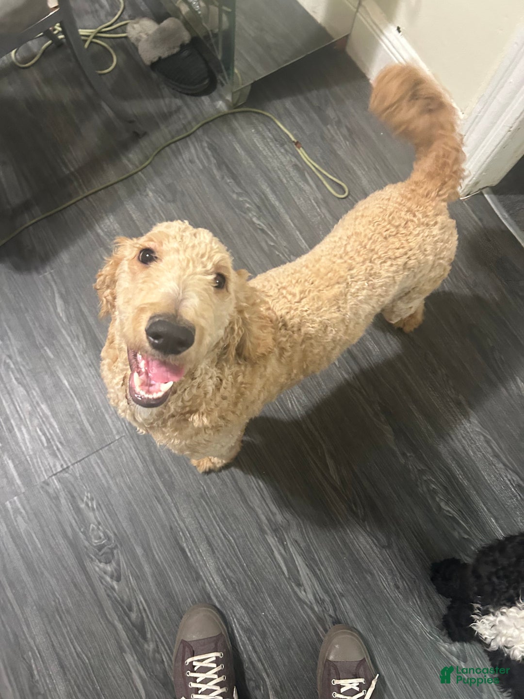 Goldendoodle dogs for sale: Zeus  - Ad 4